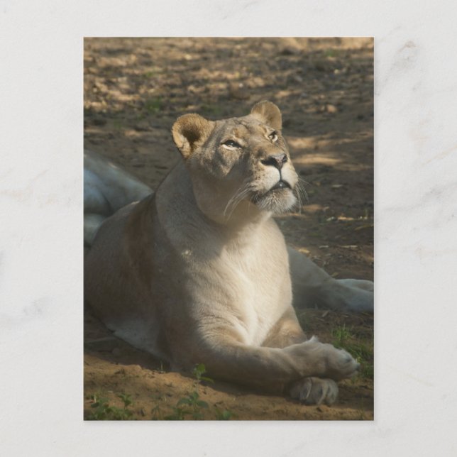 Carte postale Lion femelle (Devant)