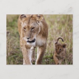 Carte Postale Lion femelle avec petit