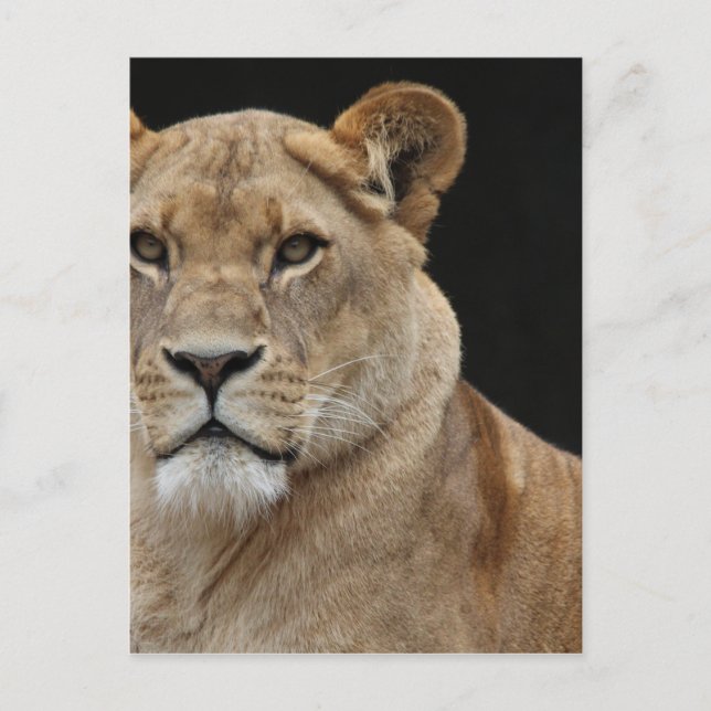 Carte Postale Lion Femme allongée (Devant)