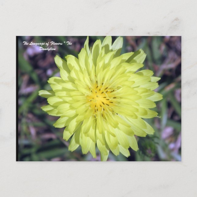 Carte Postale Lion Head Dandy Lion Flower Floriography (Devant)