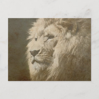 Carte Postale Lion Head The King Modern Pop Art Modèle