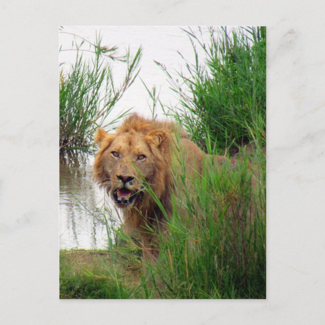 Carte Postale lion kruger (Devant)