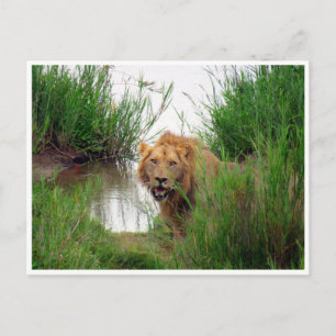 Carte Postale lion kruger