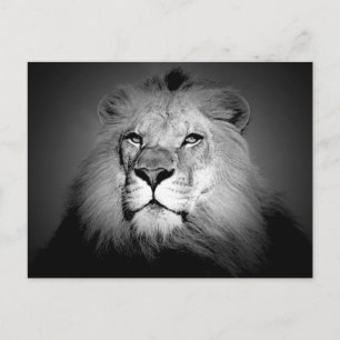 Carte Postale Lion le roi