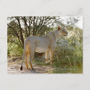 Carte Postale Lion lionne, Panthera leo, Kgalagadi
