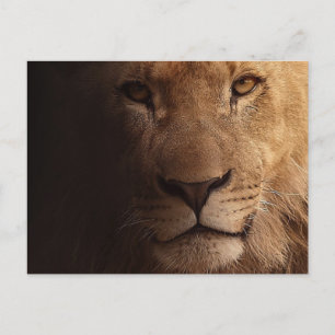 Carte Postale Lion magnifique au premier plan