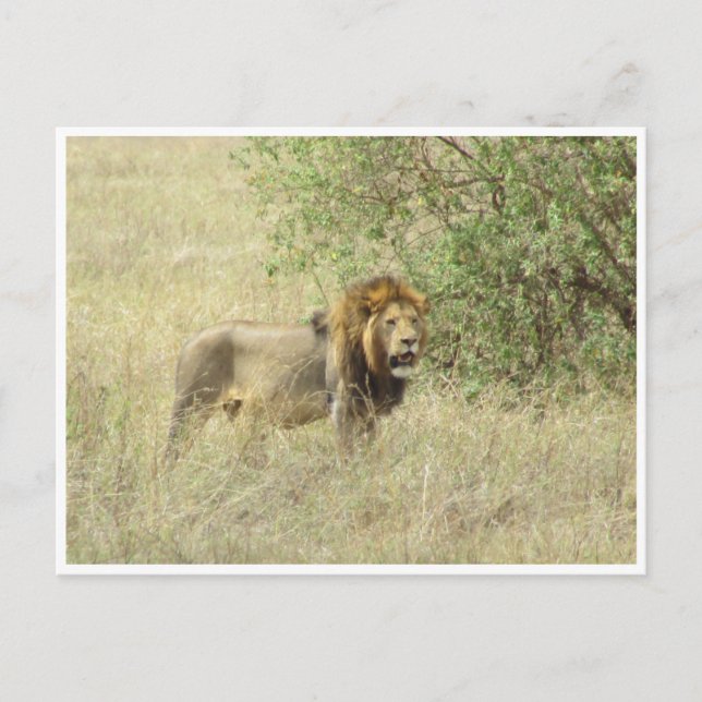Carte Postale lion mâle (Devant)