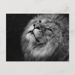 Carte Postale Lion mâle en noir et blanc Gros plan photo