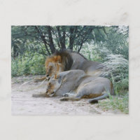 lion mâle et lionne dormant, Panthera leo,