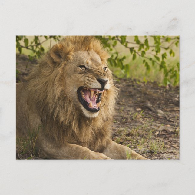 Carte Postale Lion mâle (Panthera leo), Okavango (Devant)