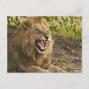 Carte Postale Lion mâle (Panthera leo), Okavango
