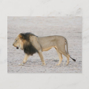 Carte Postale Lion Mané Noir (Panthera Leo) Marches 2