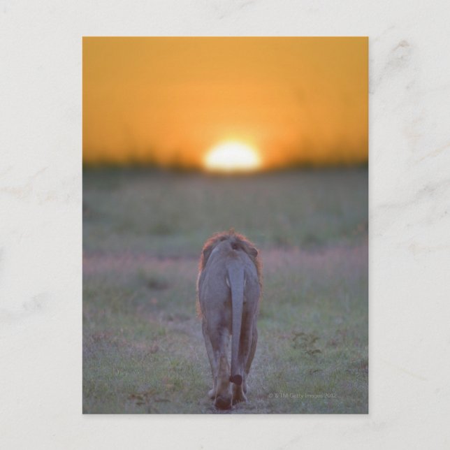Carte Postale Lion marche (Devant)