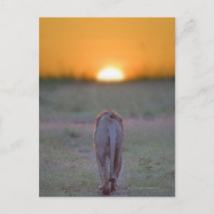 Carte Postale Lion marche