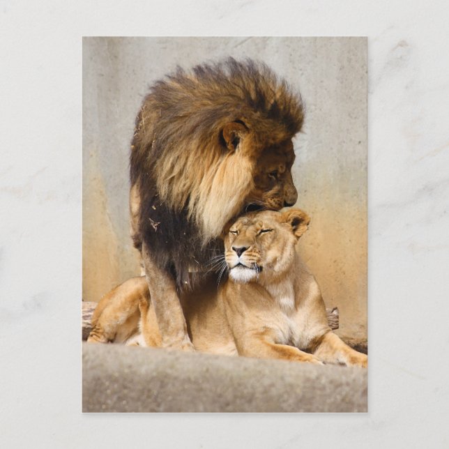 Carte Postale Lion masculin et féminin en amour (Devant)