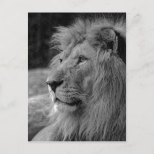 Carte Postale Lion noir et blanc - Animal sauvage