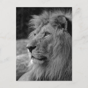 Lion Noir Blanc Cartes postales Pas de quantit minimum Zazzle FR