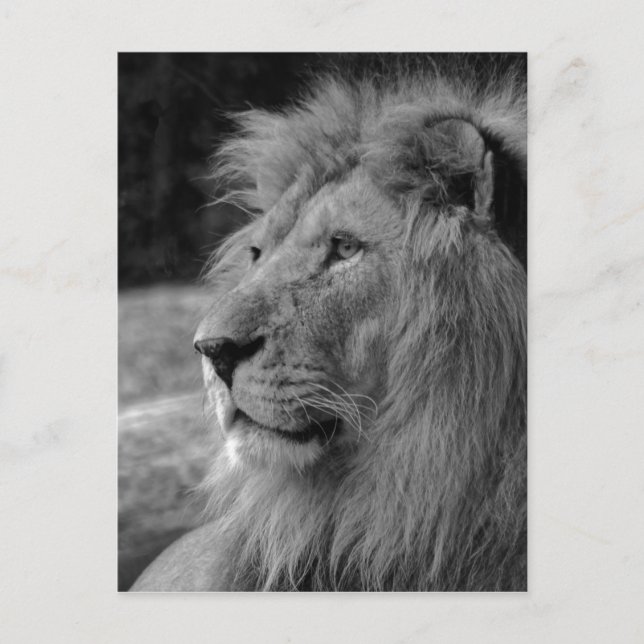 Carte Postale Lion noir et blanc - Animal sauvage (Devant)