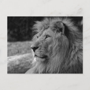Carte Postale Lion noir et blanc le roi - Photographie animale