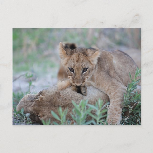 Carte Postale Lion (Panthera leo) bébé mordant l'oreille des mèr (Devant)