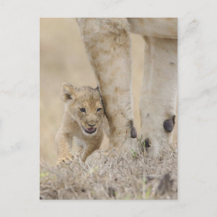 Carte Postale Lion (Panthera leo) jouant par les pieds de la mèr