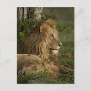 Carte Postale Lion, Panthera leo, Lower Mara, Masai Mara GR,