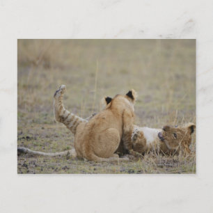 Carte Postale Lion (Panthera leo) petits jouant dans l'herbe, Ma