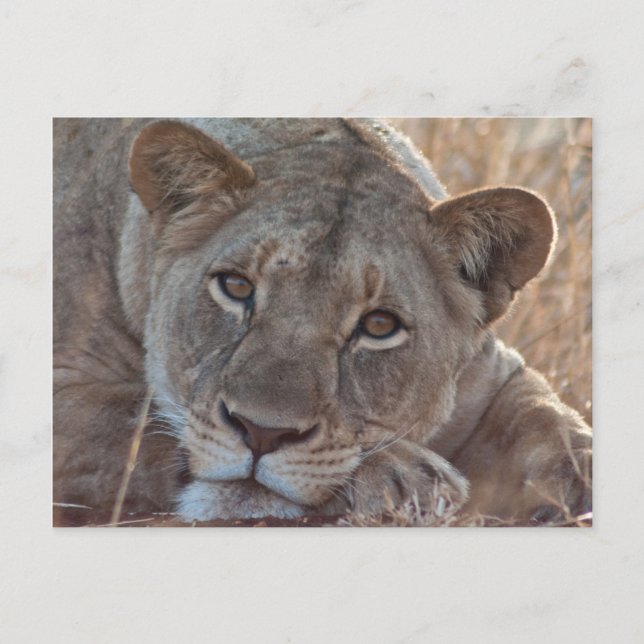 Carte postale Lion pensive (Devant)