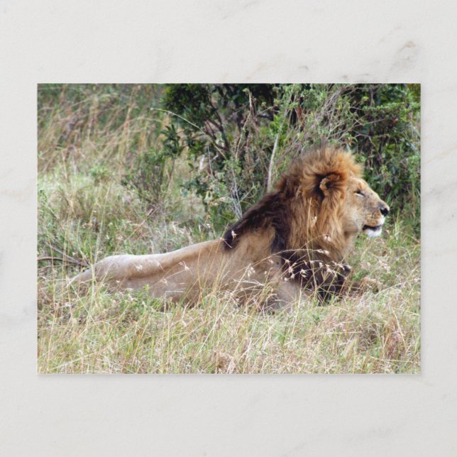 Carte Postale lion roi (Devant)