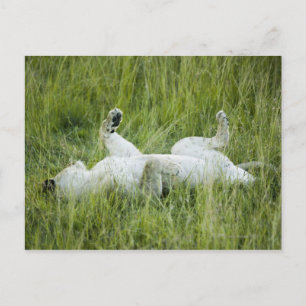Carte Postale Lion roulant dans l'herbe haute, Afrique