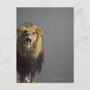 Carte Postale Lion rugissant