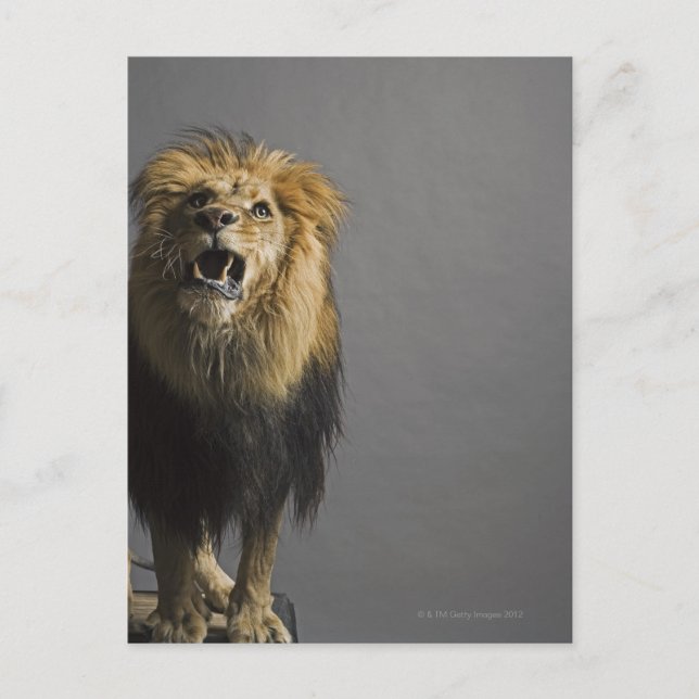 Carte Postale Lion rugissant (Devant)