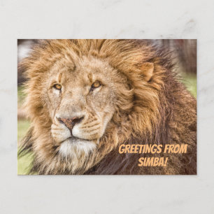 Carte postale Lion Safari