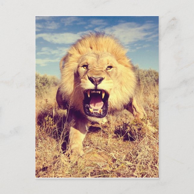 Carte Postale Lion sauvage (Devant)