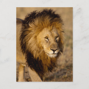 Carte Postale Lion Stalking