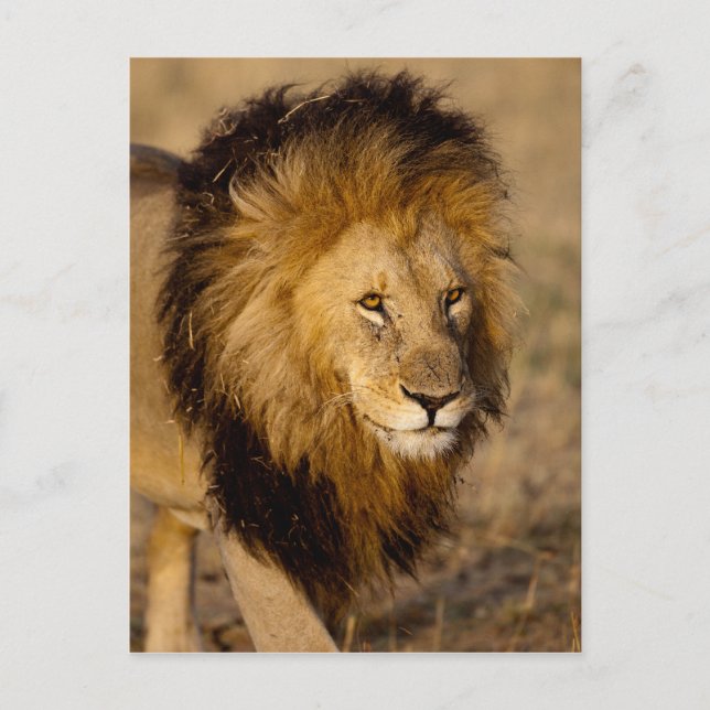 Carte Postale Lion Stalking (Devant)