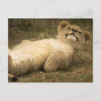lionceau mignon détendez-vous stress santé mentale