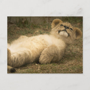 Carte Postale lionceau mignon détendez-vous stress santé mentale