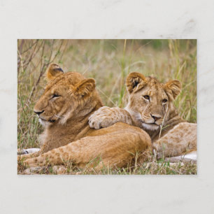 Carte Postale Lionceaux se prélassant