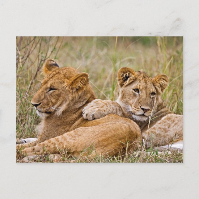 Carte Postale Lionceaux se prélassant (Devant)