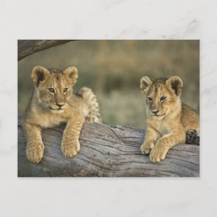 Carte Postale Lionceaux sur rondin