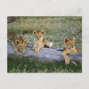 Carte Postale Lionceaux sur rondin