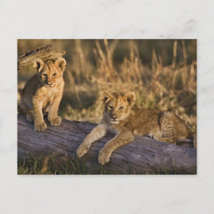 Carte Postale Lionceaux sur une bûche