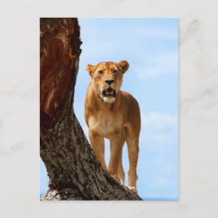 Carte Postale Lioness