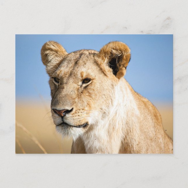 Carte Postale Lioness against blue sky (Devant)