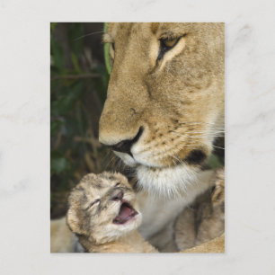 Carte Postale Lioness and Newborn