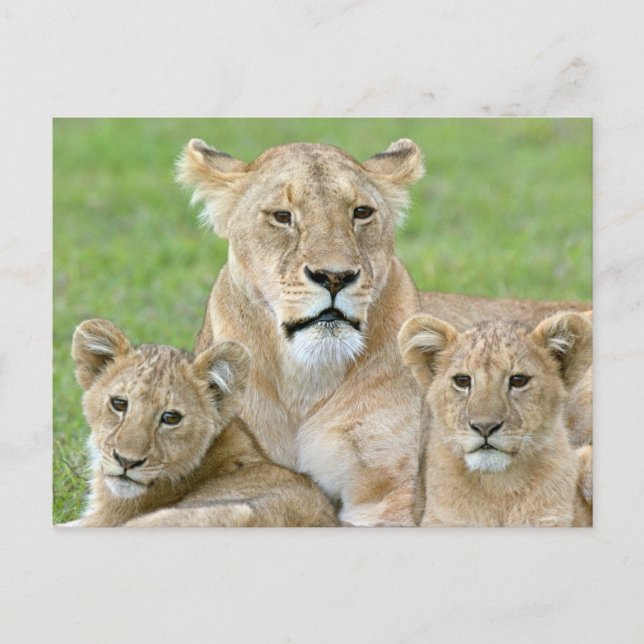 Carte Postale Lioness et deux petits, Afrique de l'Est, Tanzanie (Devant)