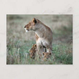 Carte Postale Lioness (Panthera leo) et petits, Masai Mara