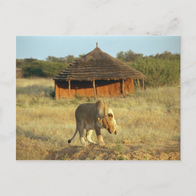 Carte Postale Lionesse en Namibie (Devant)