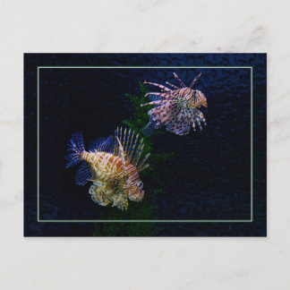 Carte Postale Lionfish Pair Postcards
